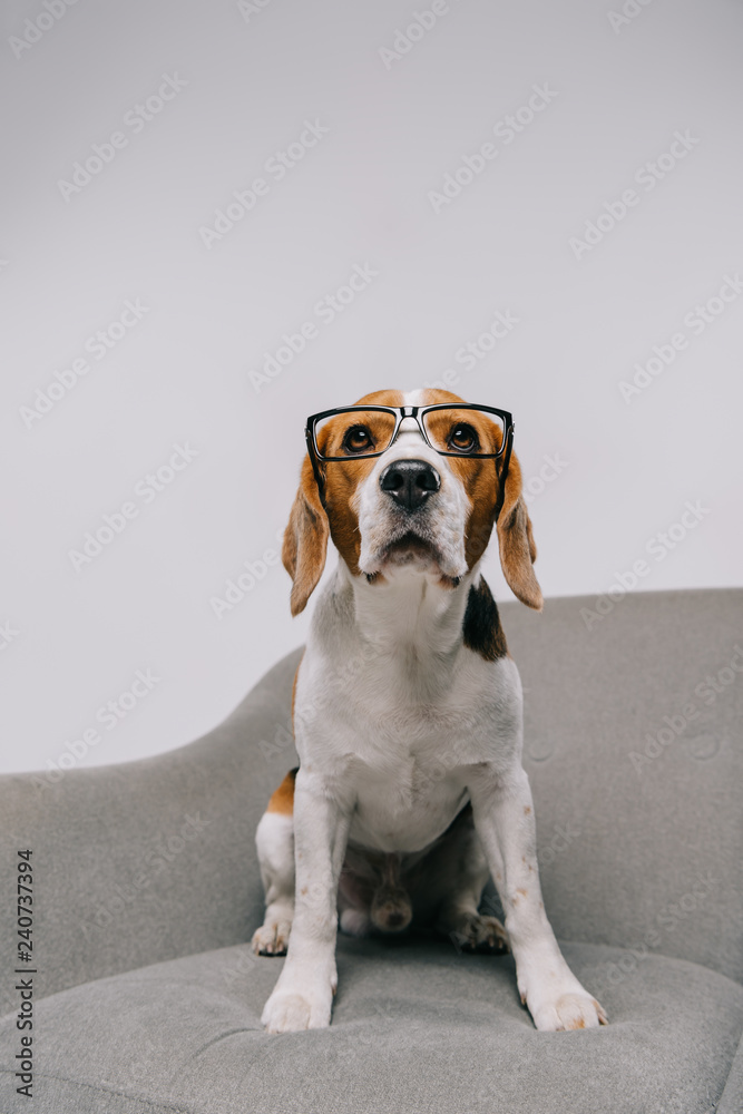 selective focus of cute dog in glasses sitting in armchair on grey background - obrazy, fototapety, plakaty 