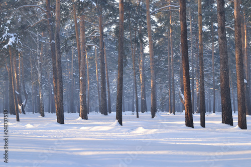  Pine forest. The ground and pine branches are covered with snow. Frosty haze, fog.