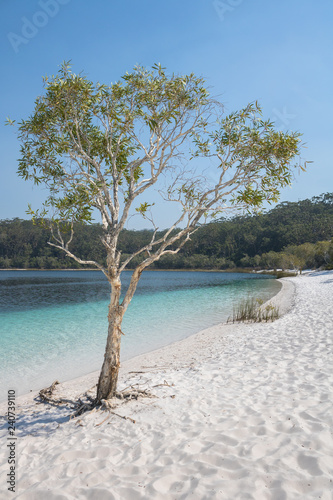 Fototapeta Naklejka Na Ścianę i Meble -  Tree at Lake Mckenzie, Fraser Island