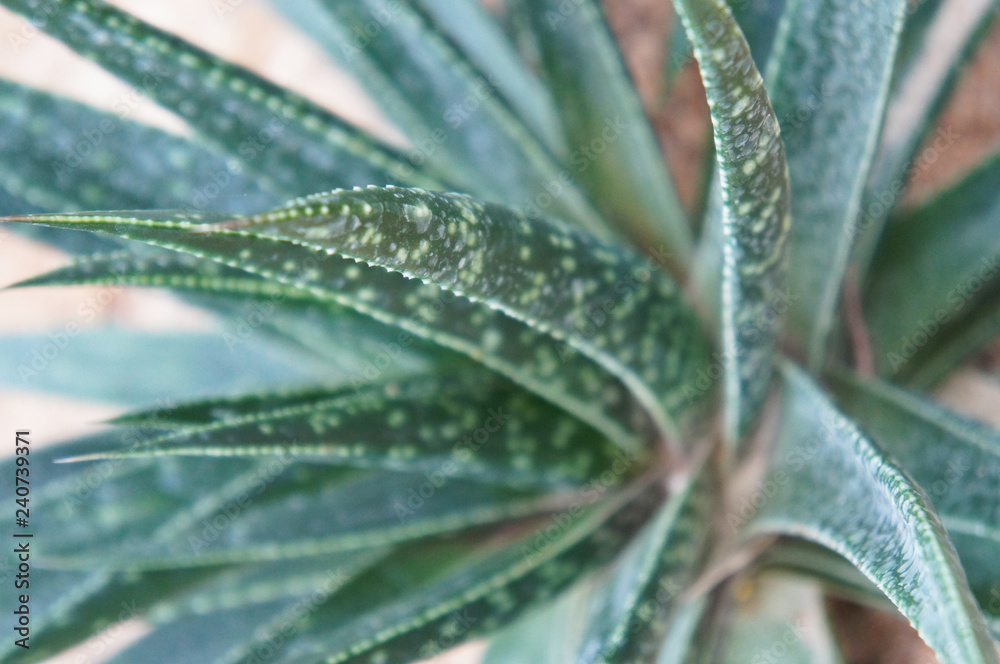 Aloe bellatula reynolds green plant close up Aloe bellatula reynolds green plant close up