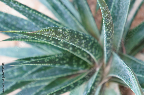 Aloe bellatula reynolds green plant close up