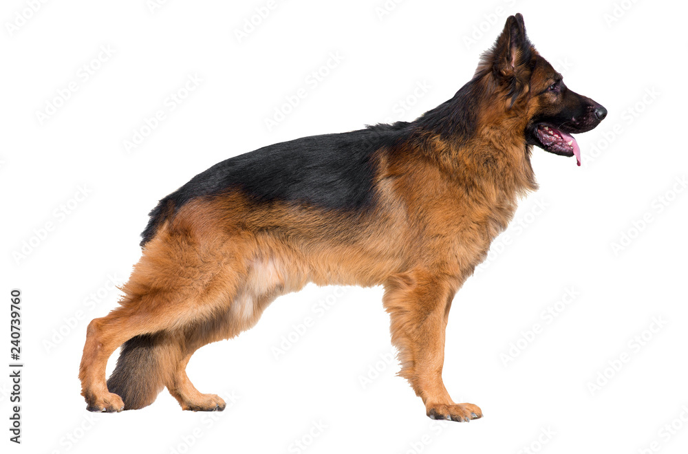 Shaggy German Shepherd in the rack. Isolated on white background. Shaggy German Shepherd in the rack. Isolated on white background.