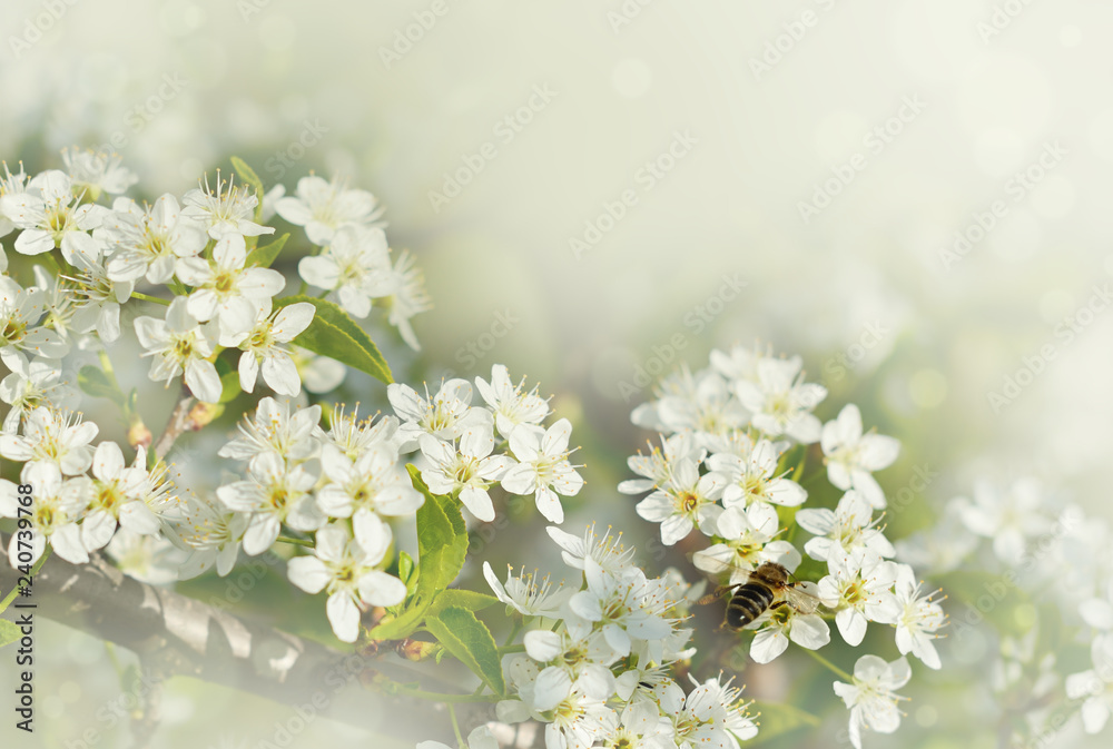 Spring branches of cherry tree with white flowers and fresh green leaves