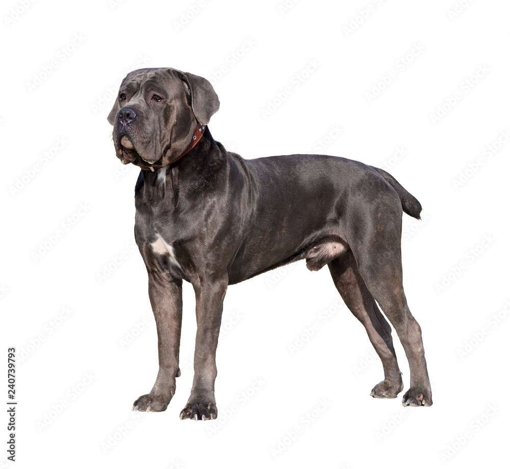Dog breed Cane Corso. isolated