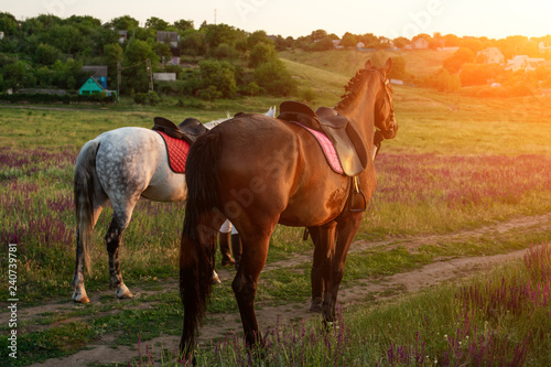 Two horses outdoor in summer happy sunset together nature
