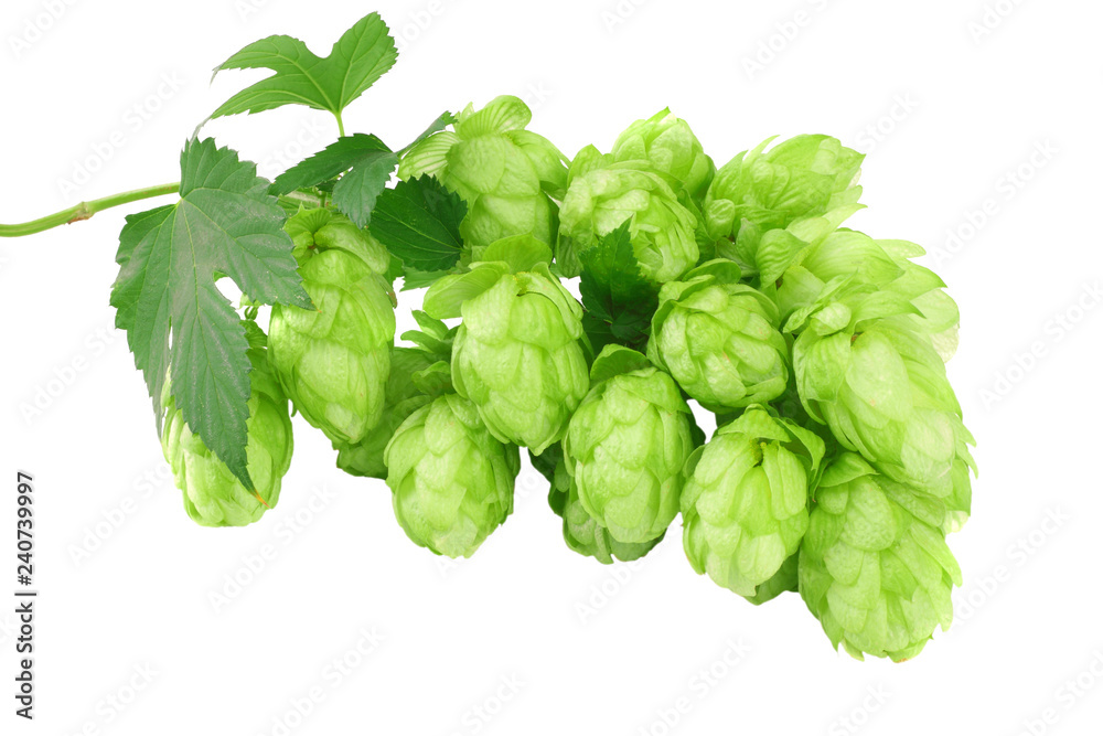 Hop cones isolated on white background. Beer brewing ingredients. Beer brewery concept. Beer background