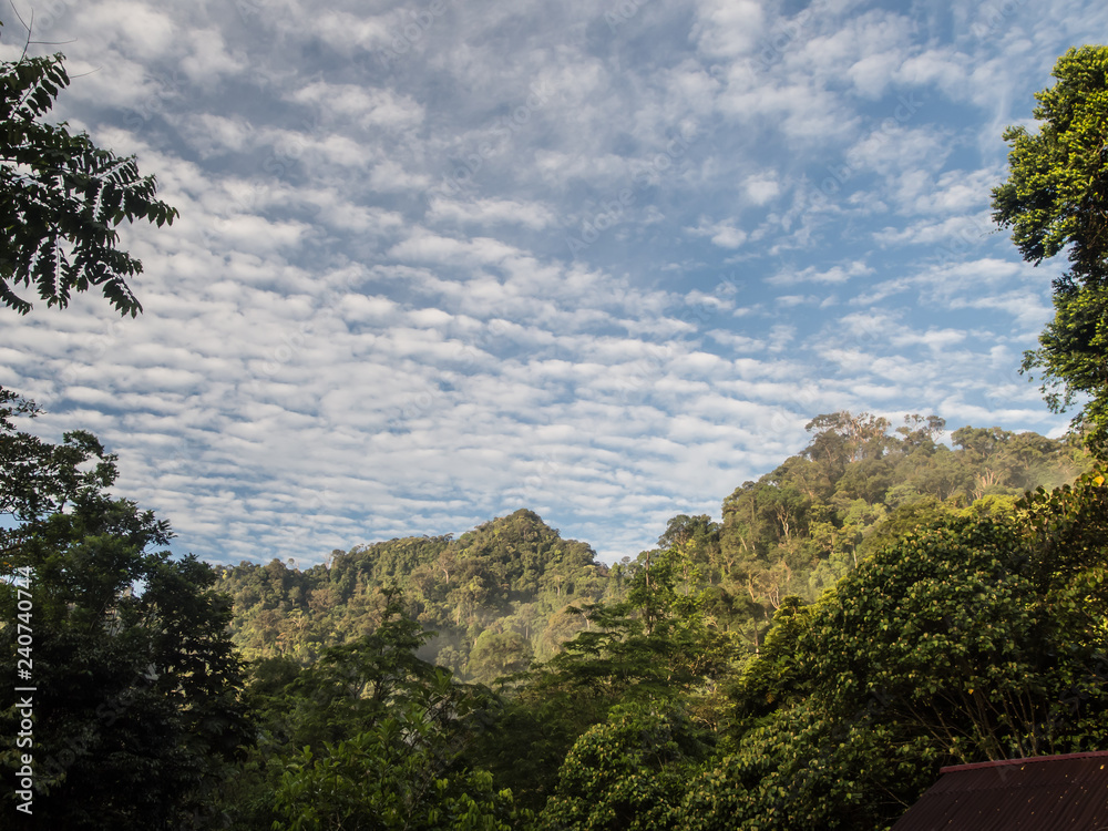 Rainforest in indonesia