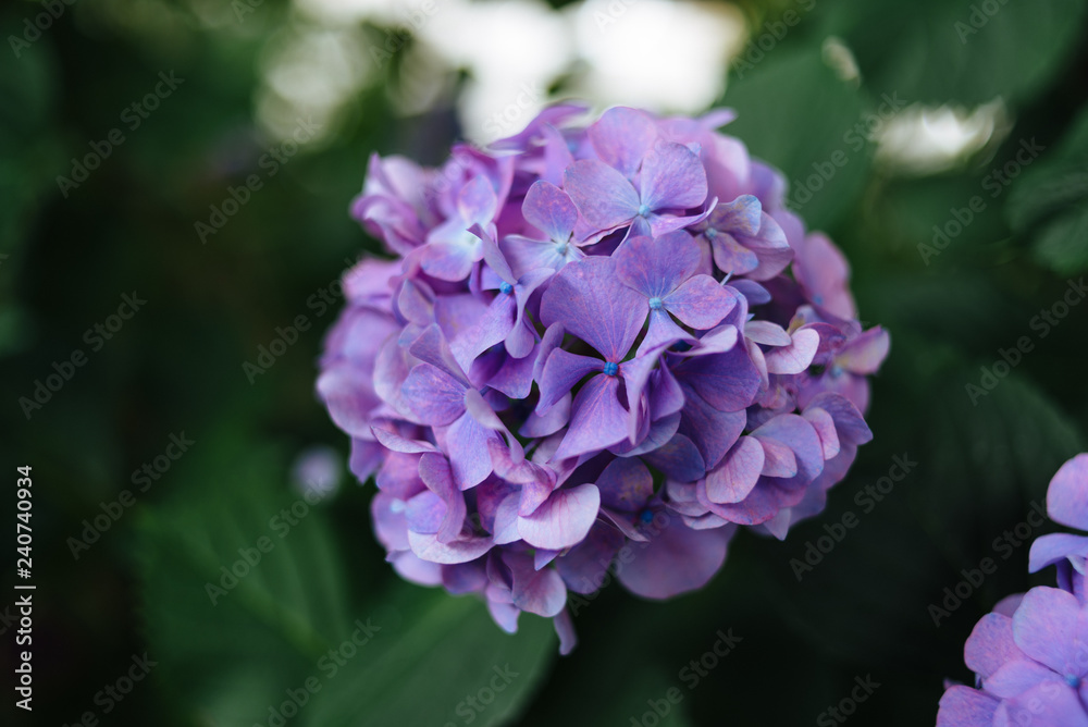 Hydrangea 01