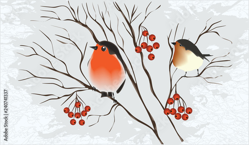 Winter abstract background - bullfinches on a branch of a tree - bunches of mountain ash - vector illustration