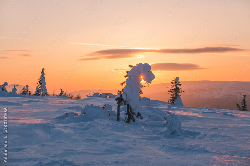 Snow covered trees. Northern Ural mountains, Russia
