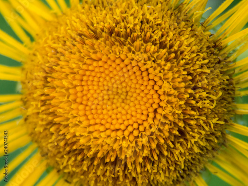 Fototapeta Naklejka Na Ścianę i Meble -  Yellow sunflower flower close up top view