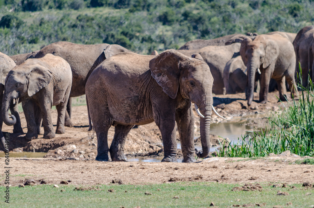 Fototapeta premium herd of elephants