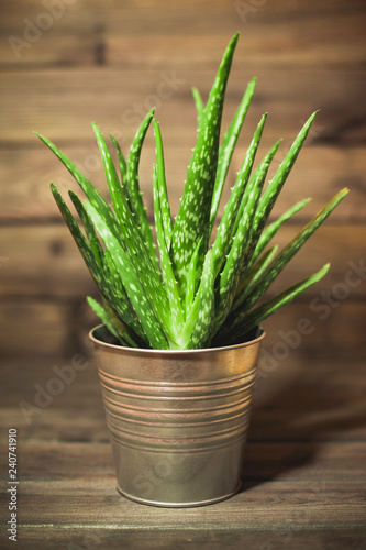 Aloe vera green plant in metal pot on studio wooden background. 