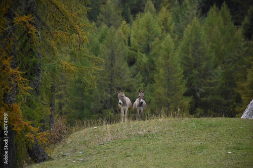 Two donkeys standing on the hill