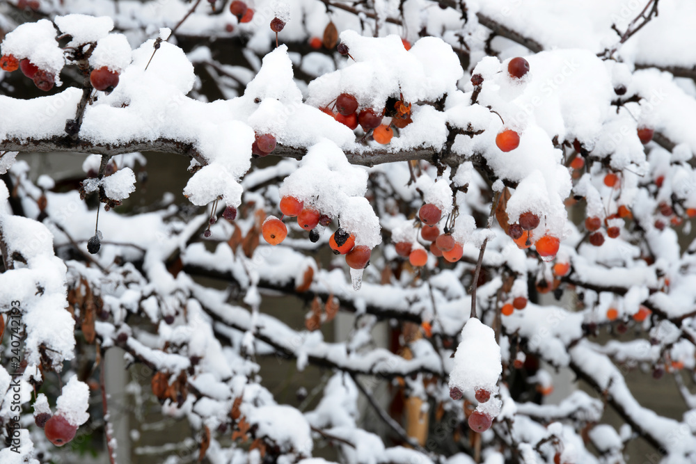  red berries in the snow