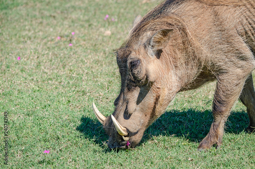 warthog close-up photo