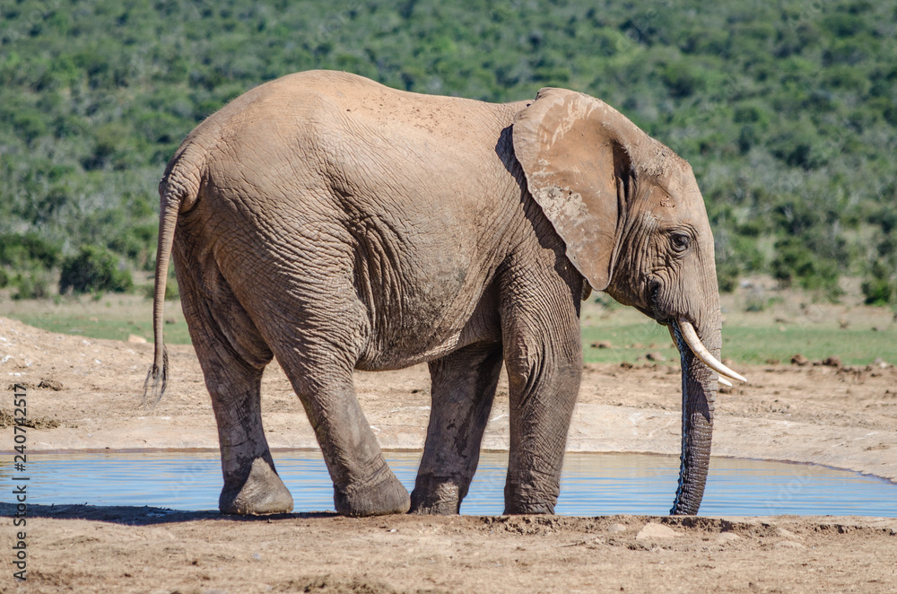 solitary elephant