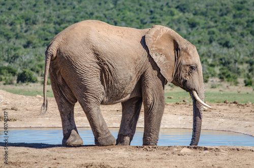 solitary elephant