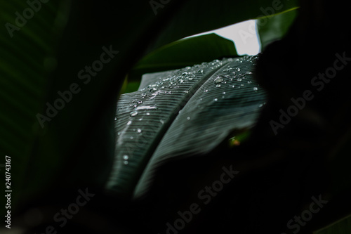 green leaf with water drops