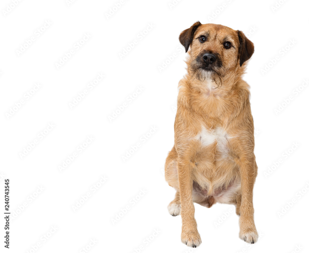dog in front of white background
