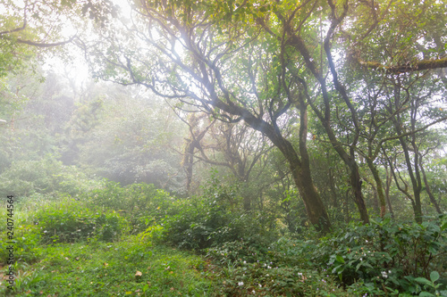 Fototapeta Naklejka Na Ścianę i Meble -  walking path in fresh green rainforest at mon jong doi, Thailand