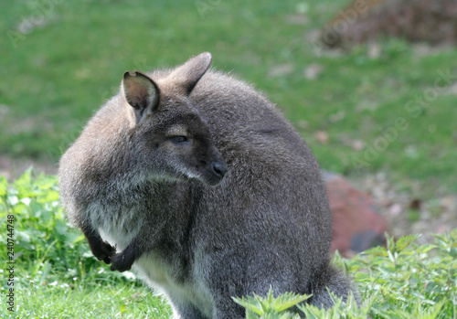 Cute Wallaby standing in the middle of green field