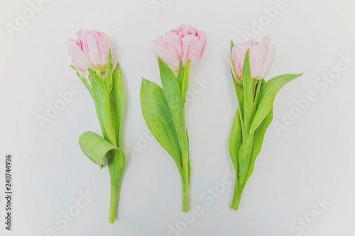 Spring greeting card. Bouquet of fresh light pastel pink tulips flowers on white wooden background. Happy holiday easter mother day anniversary valentine birthday concept. Flat lay top view copy space