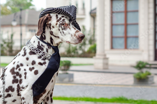 Dalmatian dog in a striped hat and tie against the background of photo