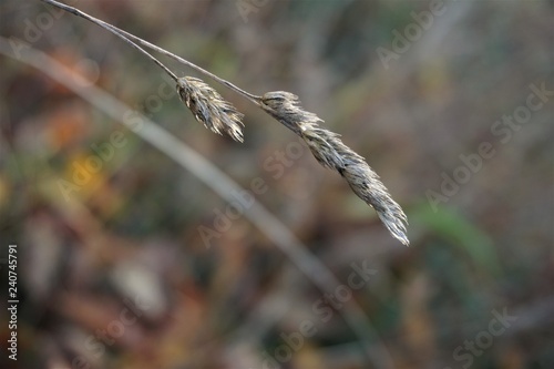 Reitgras / agrostos