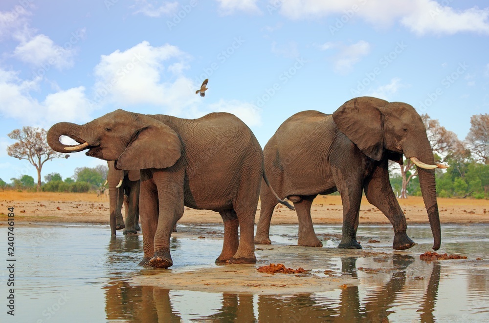 Fototapeta premium Elephants standing back to back at a waterhole with a bird flying overhead in Hwange National Park, Zimbabwe