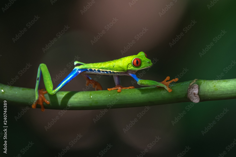 Red-eyed Tree Frog, Agalychnis callidryas, sitting on the green leave in tropical forest in Costa Rica. Red-eyed Tree Frog, Agalychnis callidryas, sitting on the green leave in tropical forest in Costa Rica.