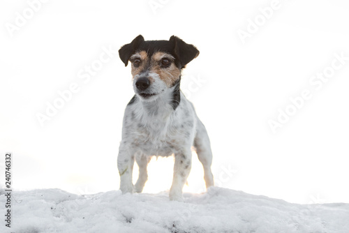 Jack Russell Terrier dog in nature in winter in front of white background