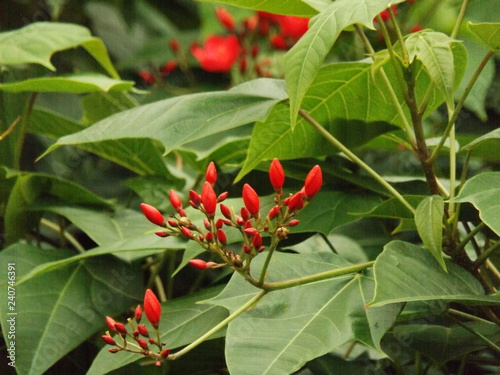 The Red Flower On The Garden