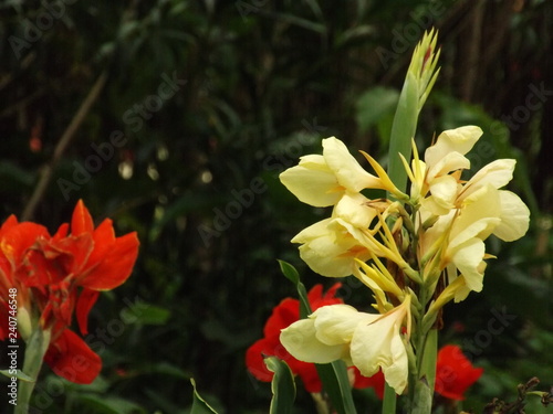 yellow flower that befriends red flowers