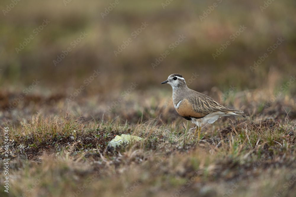 Eurasian dotterel in the scandinavian fell Eurasian dotterel in the scandinavian fell