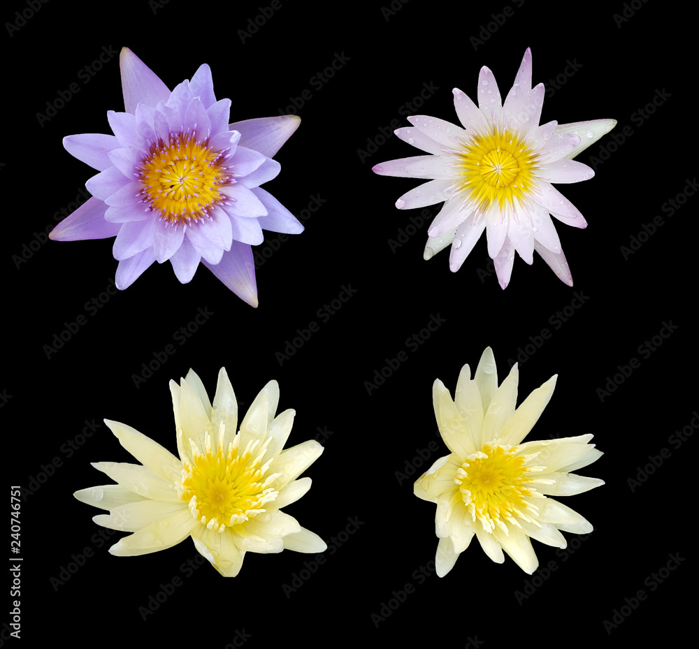set of lotus flower isolated on black background