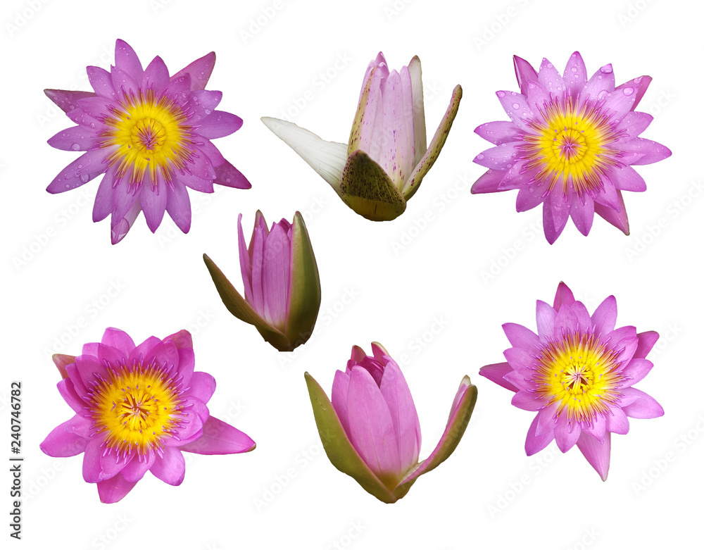 set of lotus flower isolated on white background
