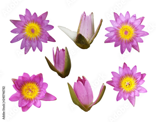 Obraz na płótnie set of lotus flower isolated on white background w salonie