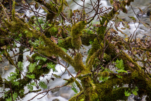 Moss Covered Tree Branches