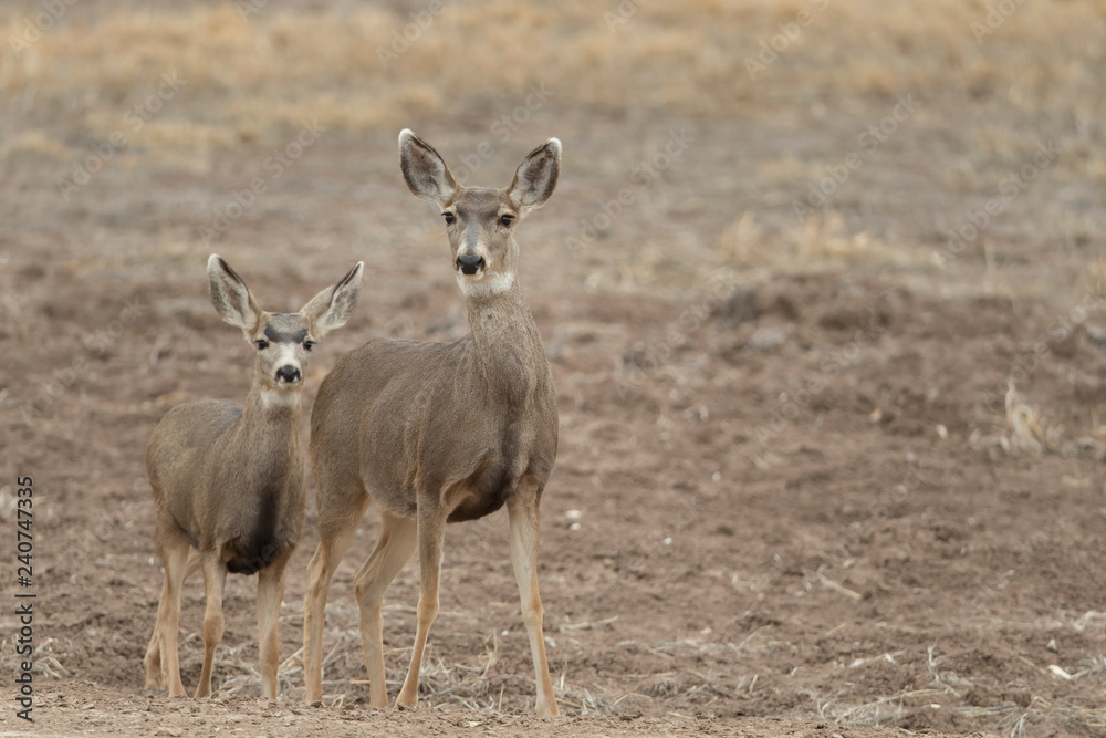 Mule (Black-tailed) deer in Bosque Del Apache, New Mexico, USA Mule (Black-tailed) deer in Bosque Del Apache, New Mexico, USA