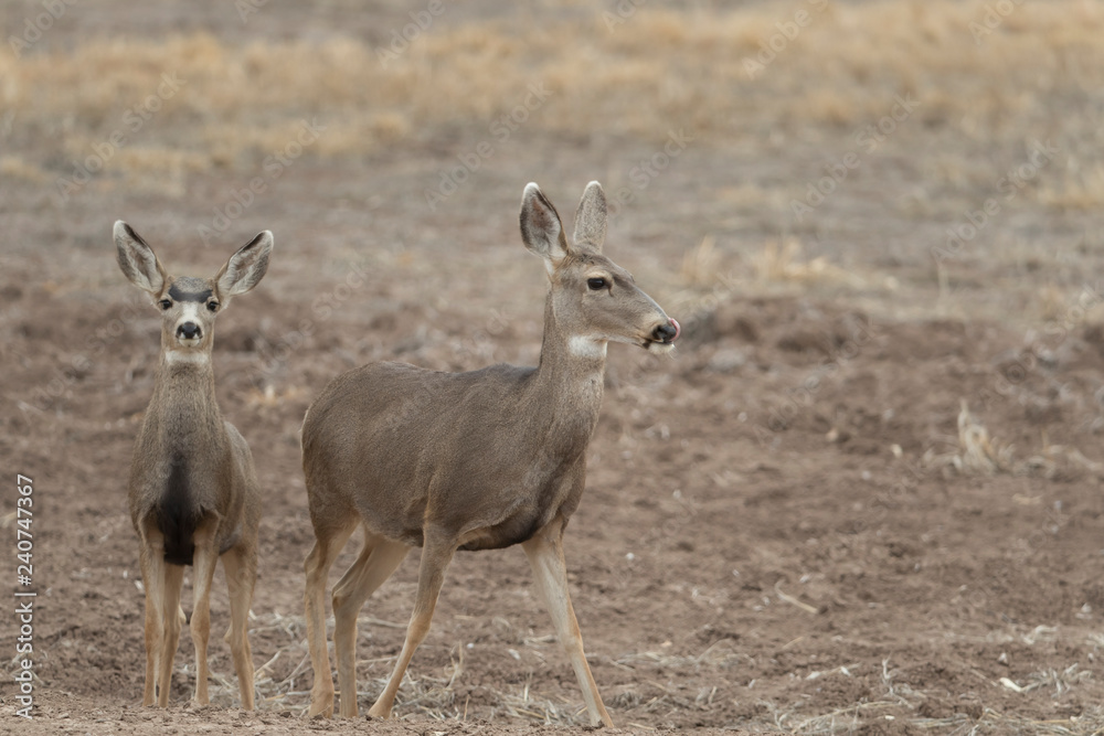 Mule (Black-tailed) deer in Bosque Del Apache, New Mexico, USA Mule (Black-tailed) deer in Bosque Del Apache, New Mexico, USA