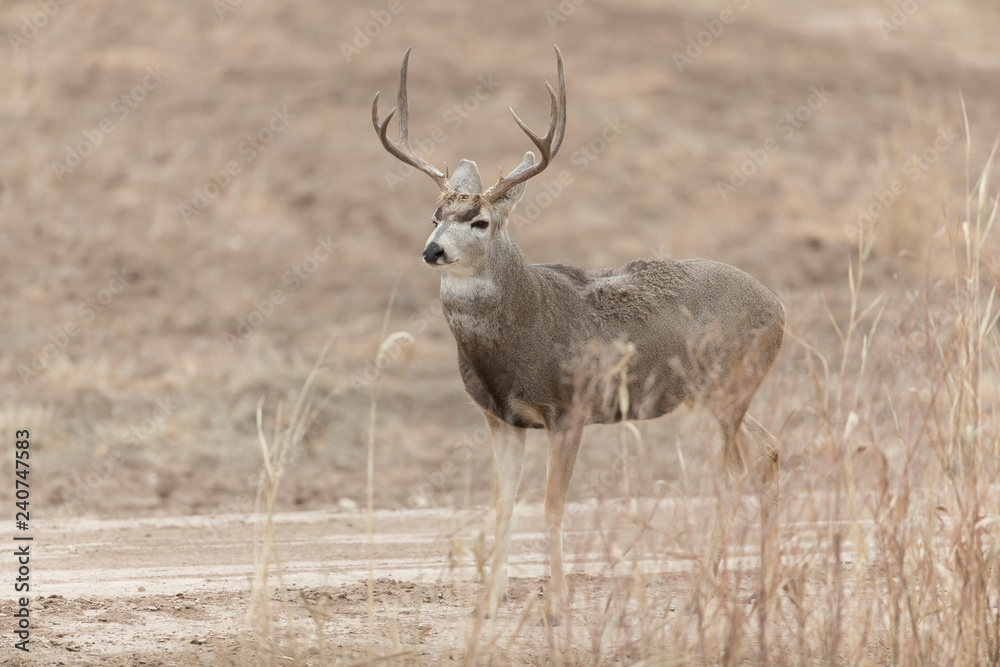 Mule (Black-tailed) deer in Bosque Del Apache, New Mexico, USA Mule (Black-tailed) deer in Bosque Del Apache, New Mexico, USA