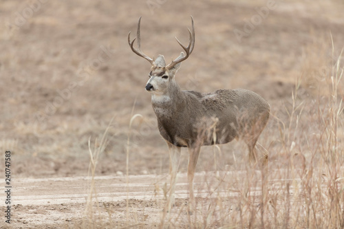 Mule  Black-tailed  deer in Bosque Del Apache  New Mexico  USA