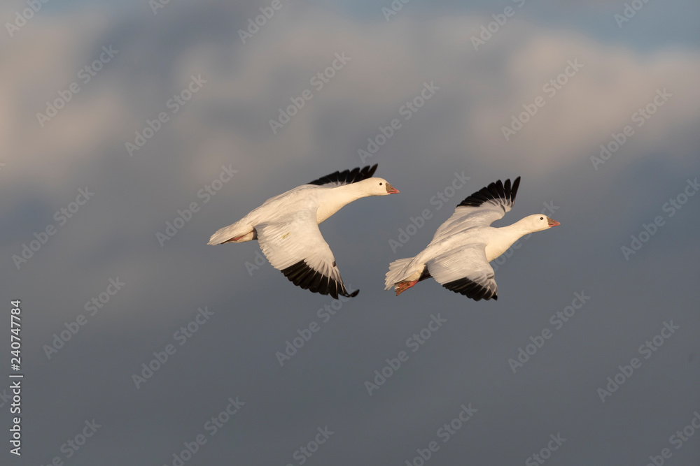 Snow Geese in Bosque Del Apache, New Mexico, USA Snow Geese in Bosque Del Apache, New Mexico, USA