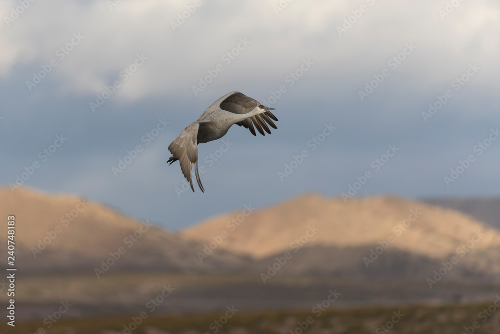 Sandhill Cranes in Bosque Del Apache NWR at San Antonio New Mexico, USA