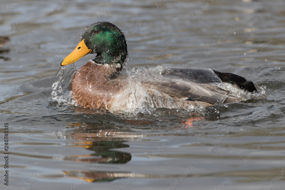 Mallard Duck swimming in Bosque Del Apache New Mexico, USA Mallard Duck swimming in Bosque Del Apache New Mexico, USA