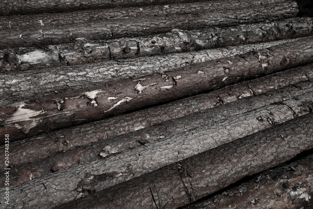 A stack of recently felled logs.