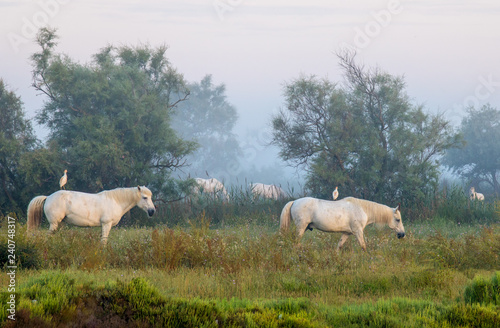 Wei  e Pferde mit Kuhreitern auf dem R  cken in der Camargue