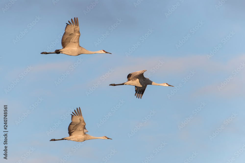 Obraz premium Sandhill Cranes in Bosque Del Apache, New Mexico, USA