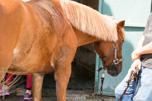 Fototapeta Naklejka Na Ścianę i Meble -  Horse